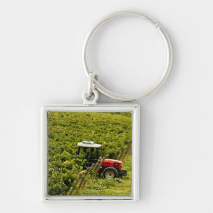 Italy, Tuscany, Greve. Pickers at work during Key Ring
