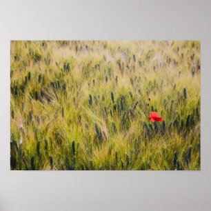 Italy, Tuscany, Lone poppy in Spring Wheat Poster