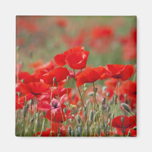 Italy, Tuscany, Mass of Summer Poppies in Magnet