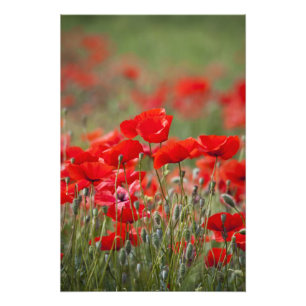 Italy, Tuscany, Mass of Summer Poppies in Photo Print
