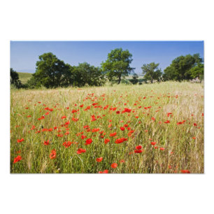 Italy, Tuscany, Meadow with Summer Poppies and Photo Print