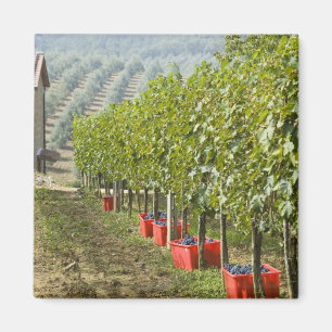 Italy, Tuscany, Montalcino. Bins of harvested Magnet