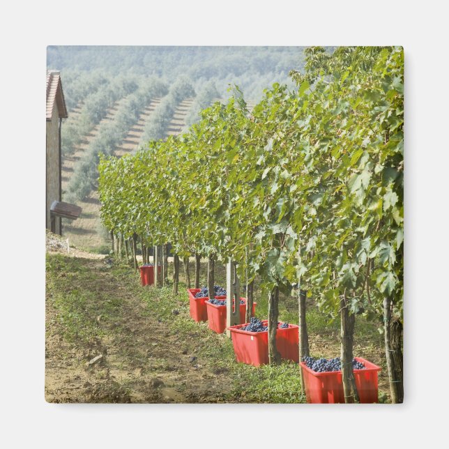 Italy, Tuscany, Montalcino. Bins of harvested Magnet (Front)