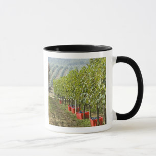 Italy, Tuscany, Montalcino. Bins of harvested Mug