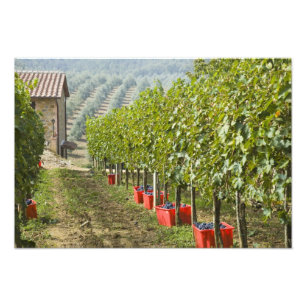 Italy, Tuscany, Montalcino. Bins of harvested Photo Print