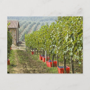 Italy, Tuscany, Montalcino. Bins of harvested Postcard