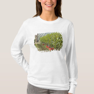 Italy, Tuscany, Montalcino. Bins of harvested T-Shirt