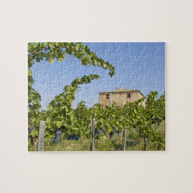 Italy, Tuscany, Montepulciano. Wine grapes ready Jigsaw Puzzle (Horizontal)