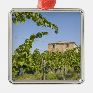 Italy, Tuscany, Montepulciano. Wine grapes ready Metal Tree Decoration