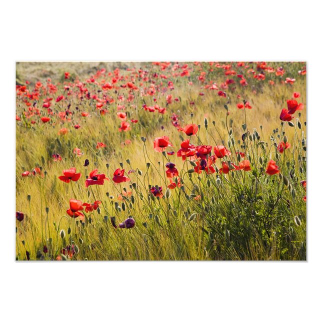 Italy, Tuscany, Poppies in Spring Wheat Field. Photo Print (Front)