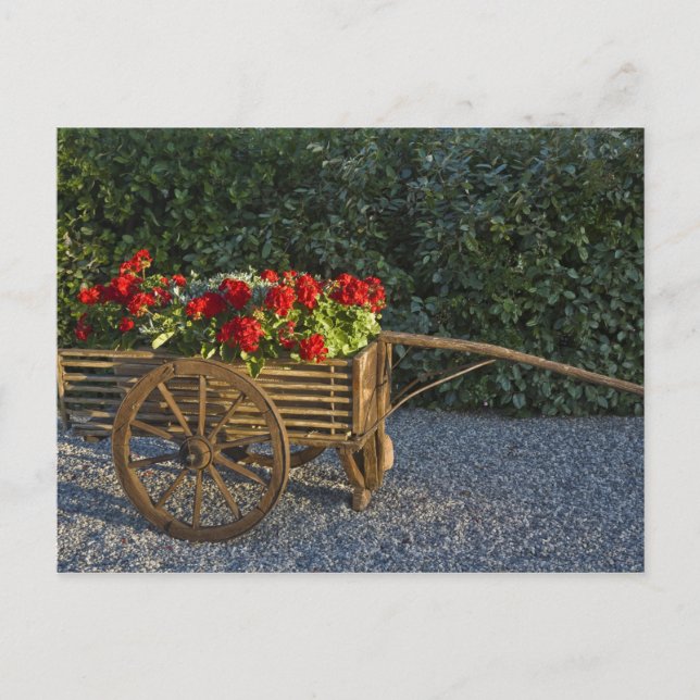 Italy, Tuscany. Red geraniums spill out of an Postcard (Front)
