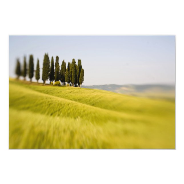 Italy Tuscany, Selective Focus Cypress Trees Photo Print (Front)