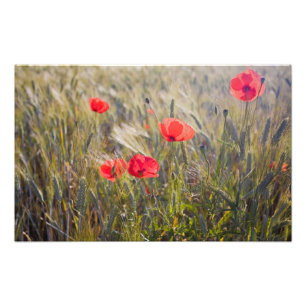 Italy, Tuscany, Summer Poppies and Wheat in Photo Print