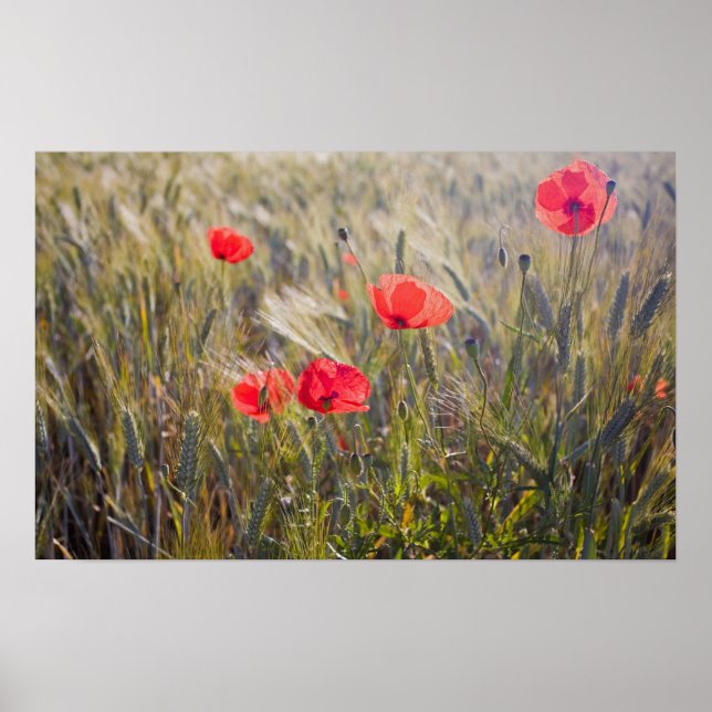 Italy, Tuscany, Summer Poppies and Wheat in Poster (Front)