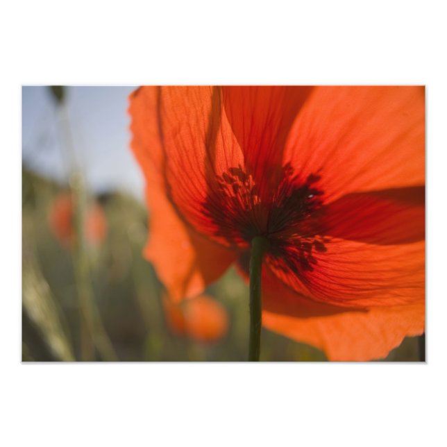 Italy, Tuscany, Summer Poppies in Tuscany Widw 2 Photo Print (Front)