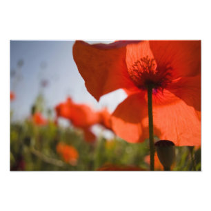 Italy, Tuscany, Summer Poppies in Tuscany Widw 3 Photo Print