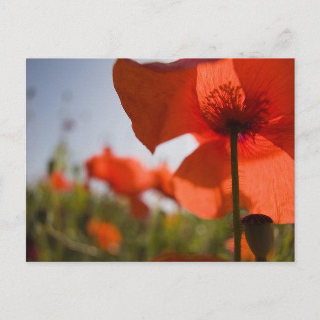 Italy, Tuscany, Summer Poppies in Tuscany Widw 3 Postcard (Front)
