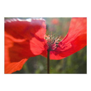 Italy, Tuscany, Summer Poppies in Tuscany Widw Photo Print