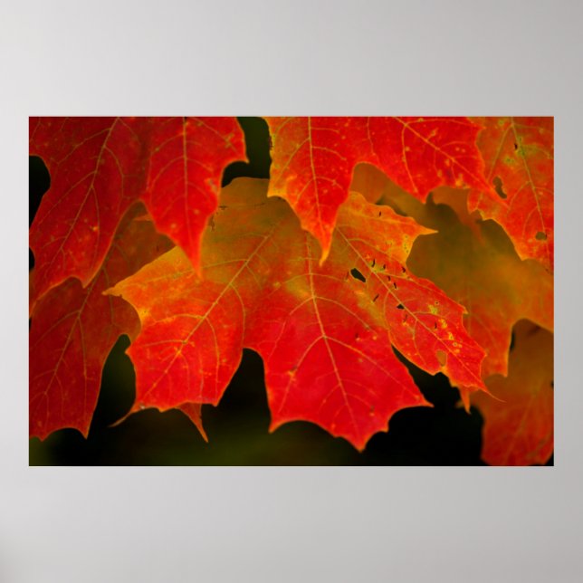 Itasca State Park, Fall Colors 2 Poster (Front)