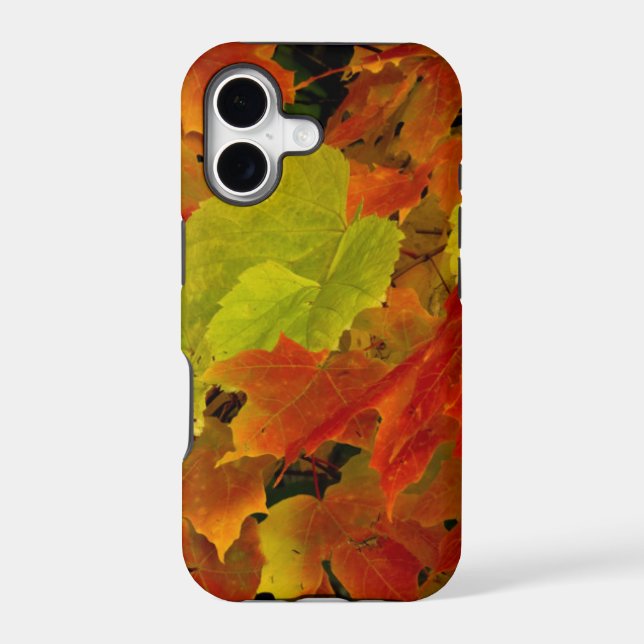 Itasca State Park, Fall Colours (Back)