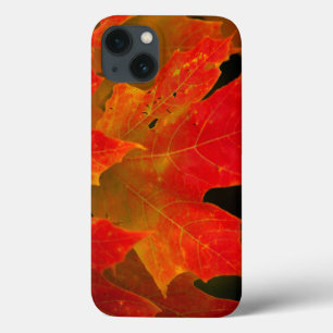 Itasca State Park, Fall Colours 2 iPhone 13 Case