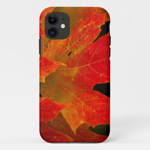 Itasca State Park, Fall Colours 2 iPhone 11 Case
