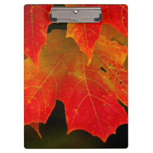 Itasca State Park, Fall Colours 2 Clipboard