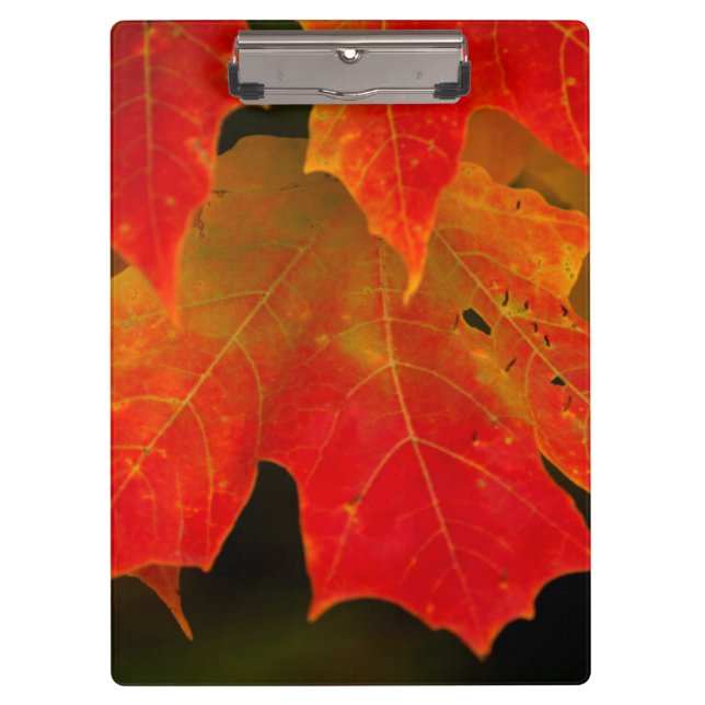 Itasca State Park, Fall Colours 2 Clipboard (Front)