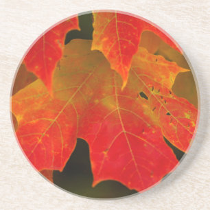 Itasca State Park, Fall Colours 2 Coaster