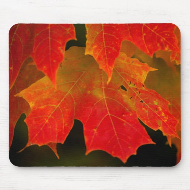 Itasca State Park, Fall Colours 2 Mouse Pad (Front)