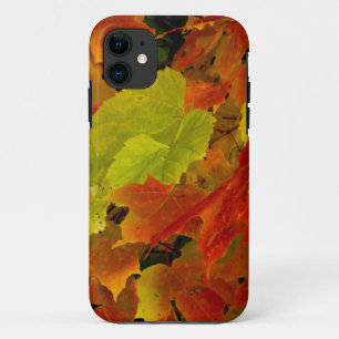 Itasca State Park, Fall Colours iPhone 11 Case