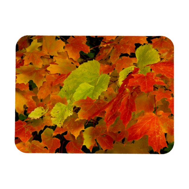 Itasca State Park, Fall Colours Magnet (Horizontal)