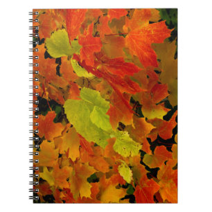 Itasca State Park, Fall Colours Notebook