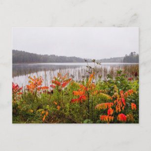 Itasca State Park   Minnesota Postcard
