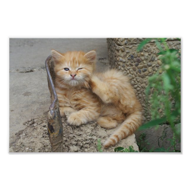 Itchy Photo Print (Front)