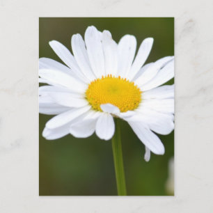 It's a Daisy Postcard