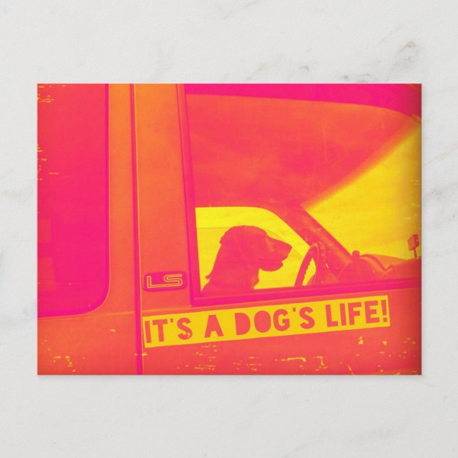 It's A Dog's Life Post Card (Front)