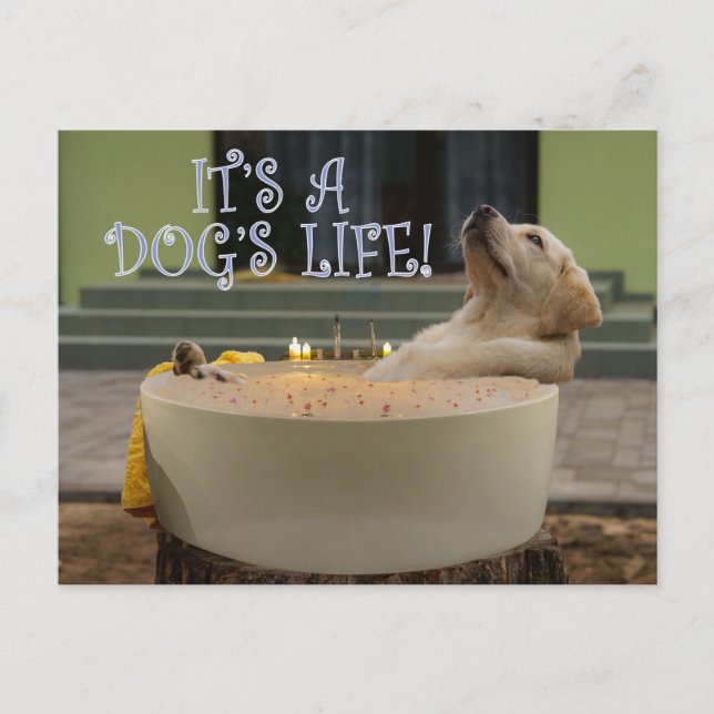 It's a dogs life postcard (Front)