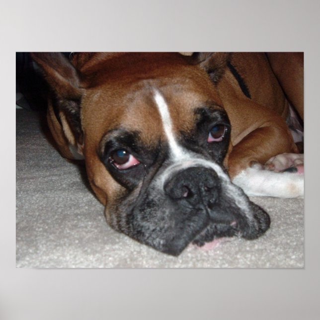 Its a Dog's Life Poster (Front)