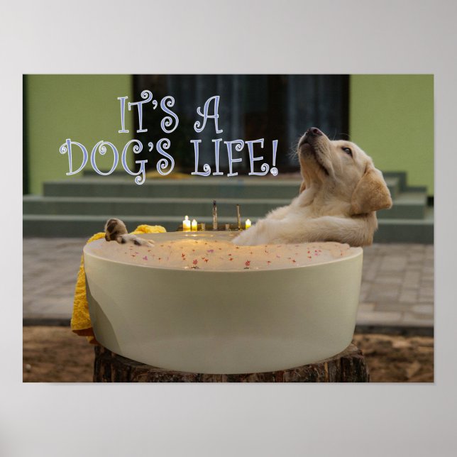 It's a dogs life poster (Front)