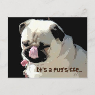 It's a Pug's life. Postcard
