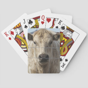 It's a Roundup Cattle Charolais Face Western Playing Cards