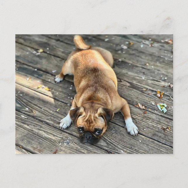 It's A Ruff Life Postcard (Front)