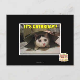 It's Caturday? Postcard