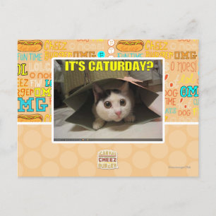 It's Caturday? Postcard