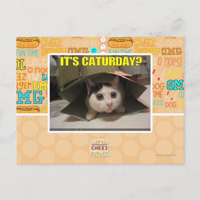 It's Caturday? Postcard (Front)