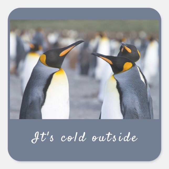 It's cold outside King Penguin photo with text Square Sticker (Front)