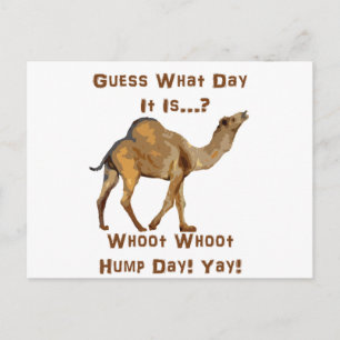 Its Hump Day Postcard