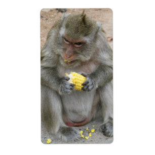 It's Mine!! ... Wild Thai Macaque Monkey