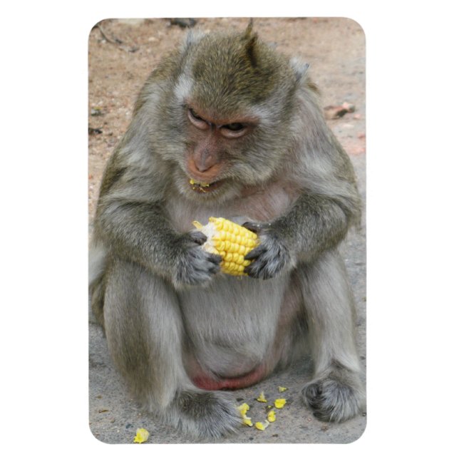 It's Mine!! ... Wild Thai Macaque Monkey Magnet (Vertical)
